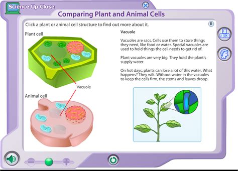 Animal Cell Diagram Bbc Bitesize Labeled Functions And Diagram