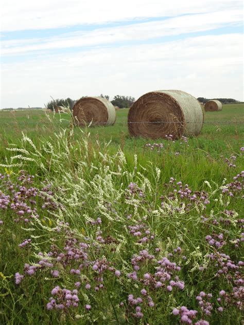 Willow's Web Astrology: Mars Conjunct Saturn in Libra: The Finesse of