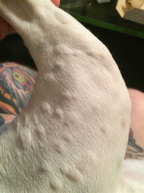 Hives Allergic Reaction — Strictly Bull Terriers
