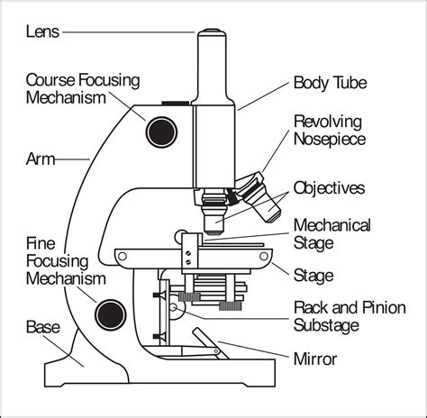 Clipart Microscope Parts Labeled Wikiclipart