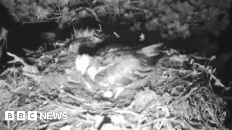 Osprey Lays First Egg Of Season At Loch Of The Lowes Nature Reserve