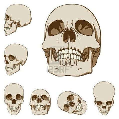 Skull Studies Human Skull Drawing Human Anatomy Drawing Skulls