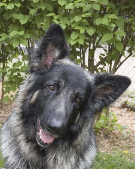 Shiloh Shepherd Dog Breed Pictures Characteristics And Facts