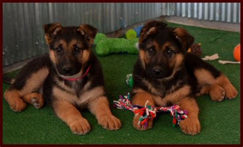 Click here to view german shepherd dogs in texas for adoption. German Shepherd Breeder - DM/OFA Certified, German ...