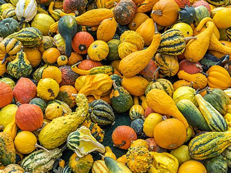 Can cats eat pumpkin (or butternut)? Can You Eat The Skin on All Types of Squash? | MyRecipes