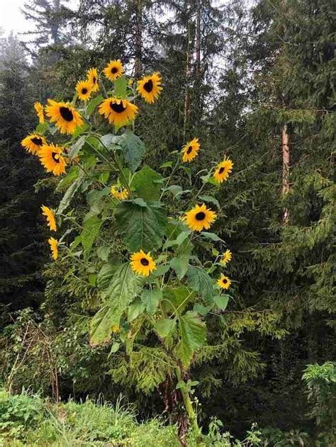 Sunflower With Multiple Heads Unlock The Mystery Of Sunflowers