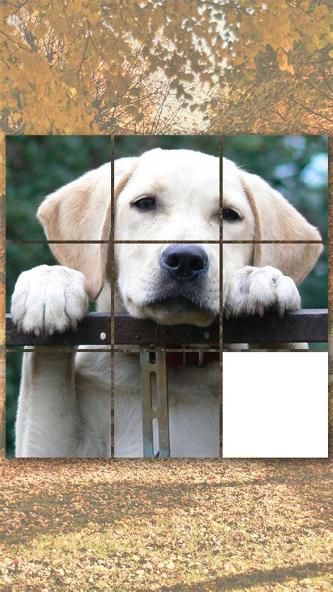 Cute Doggy Gamesdog Puzzles Matching Pairs Dog Pictures
