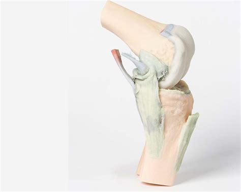 Articulación De La Rodilla Flexionada 3d Anatomy Models