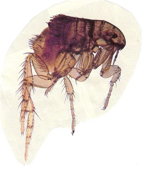 Fleas Lice Difference Photo Fleas Human Pictures Louse