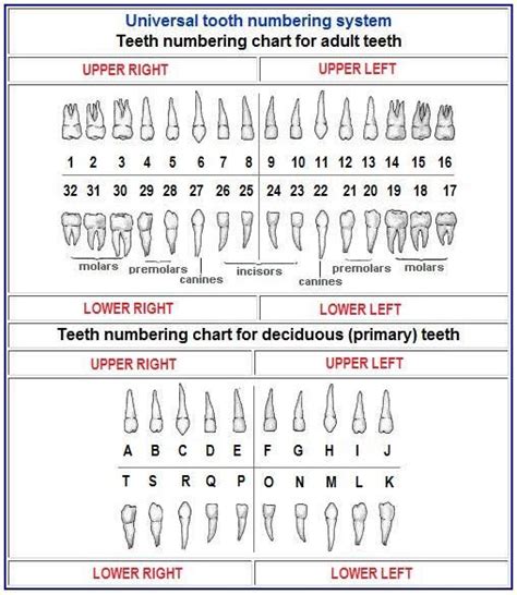Tooth Numbering Systems Dental Facts Dental Center
