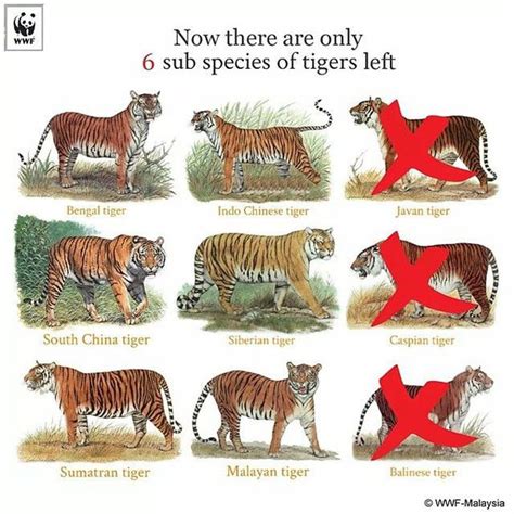What Are The Descriptive Features Of The Asian Tiger Quora