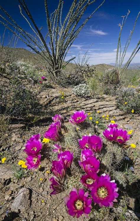 Arizona Wildflowers Regensburger Photography