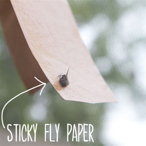 Get Rid Of Flies With Homemade Sticky Fly Paper