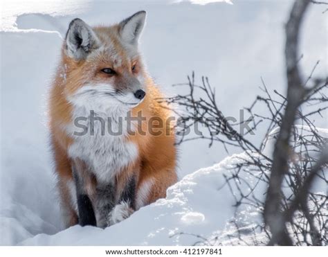 Red Fox Sitting Snow Stock Photo 412197841 Shutterstock