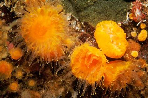 Orange Cup Coral Animals Monterey Bay Aquarium