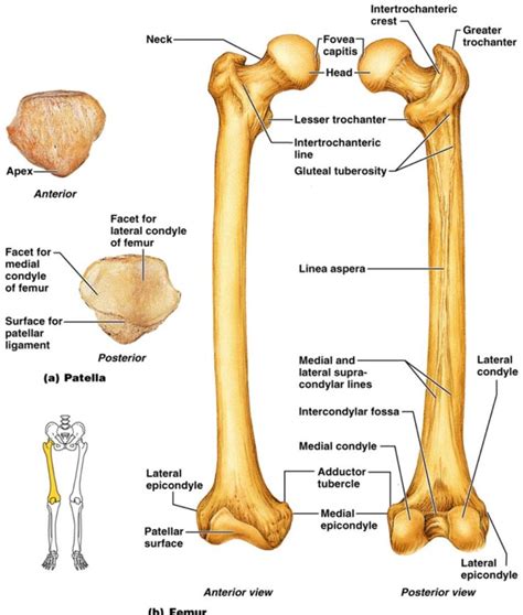 Femur And Patella With Muscles Removed Basic Anatomy And Physiology