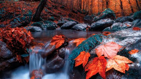 Creek Autumn Forest Red Leaves Stones Wallpaper 1920x1080 1173375