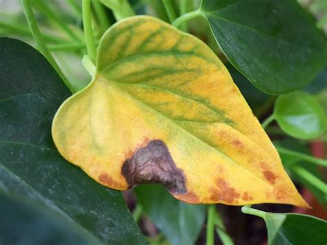 When Plant Leaves Turn Yellow This Is Why The Practical Planter