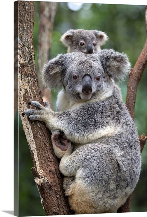 Koala Mother And Eight Month Old Joey Queensland Australia Wall Art