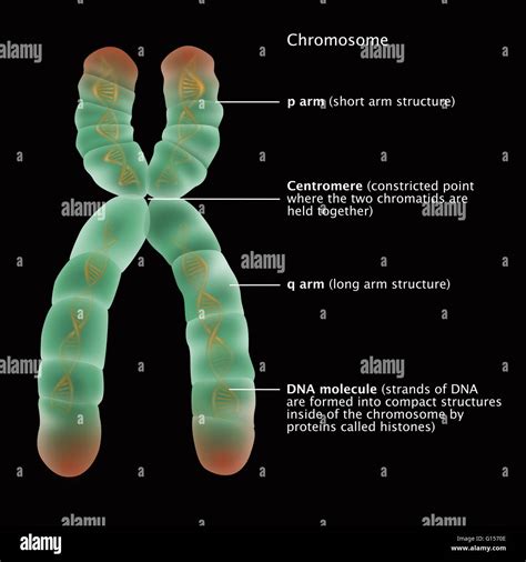 Illustration Of The Detailed Structure Of A Chromosome The P Arm Stock