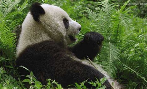 Why Do Panda Like Eating Bamboo Bamboo Machine Bamboo Machine