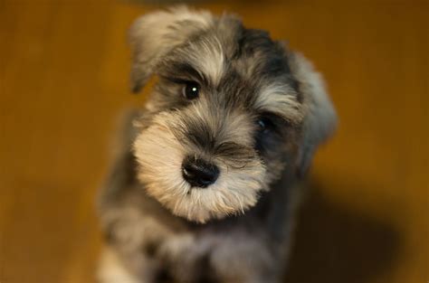 Miniature Schnauzer Information Dog Breeds At Thepetowners