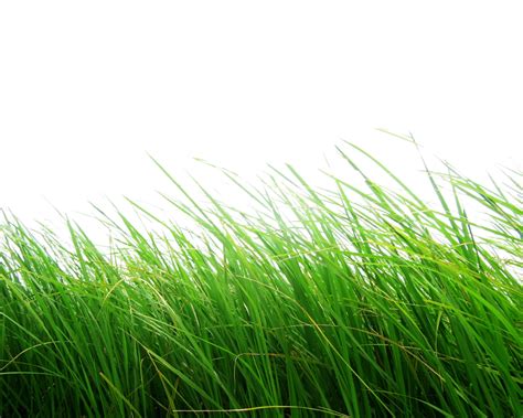 Grass Hd Png Transparent Grass Hdpng Images Pluspng