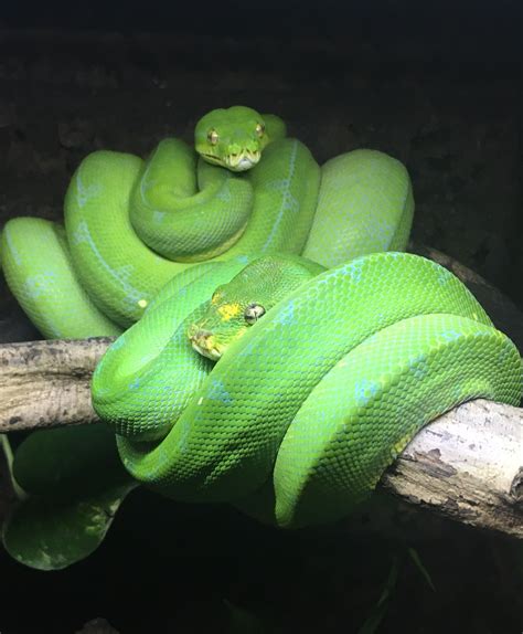 11 Sorong Tree Pythons Morelia Viridis Reptiles Pet Beautiful