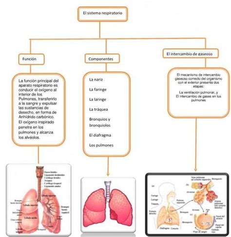 Realice Un Mapa Conceptual De Las Partes Del Sistema Respiratorio