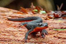 Wild Herps Salamanders And Newts