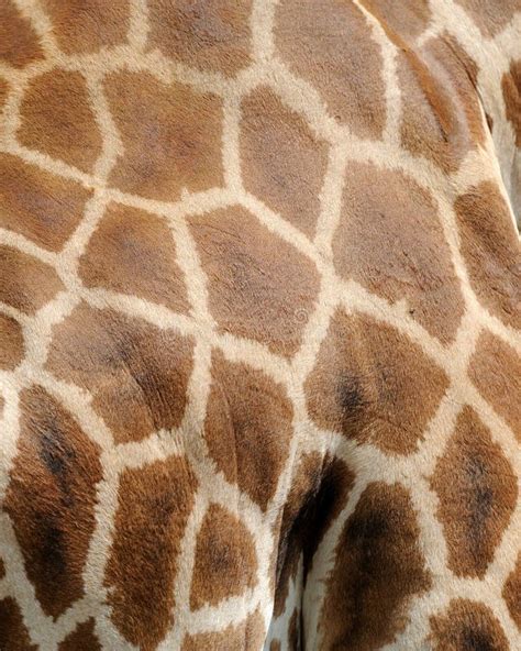 Giraffe Skin Texture With Palette Color Swatches Stock Photo Image Of