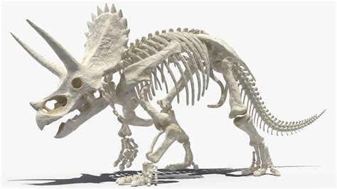 Triceratops Horridus Skeleton Rigged 3d Model 169 Max Free3d