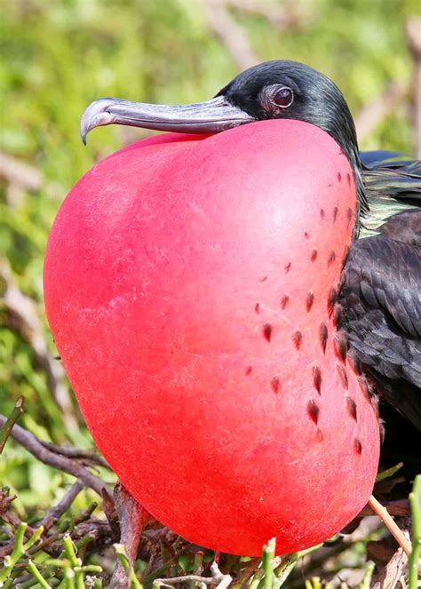 15 Facts About Magnificent Frigatebirds In The Galapagos Latin Roots