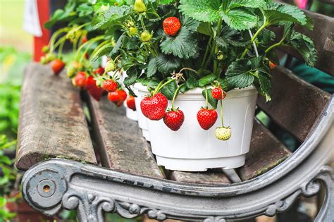 How To Grow Strawberry Plants In Pots