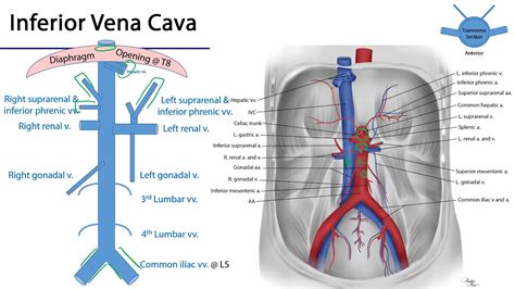Abdominal Aorta And Inferior Vena Cava