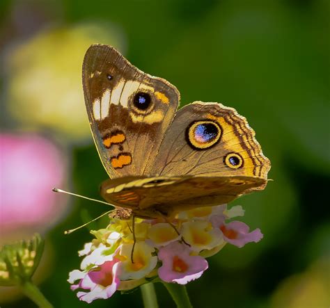 46 Nature Love Butterfly Wallpaper Hd Pics Bondi Bathers