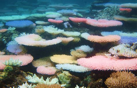 Scientists Solve The Mystery Of Why Some Coral Changes Color When Stressed