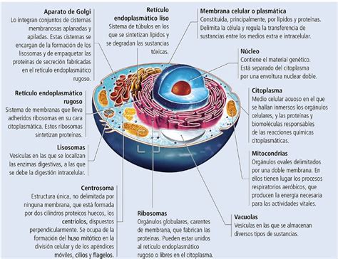 Todo Tiende A Infinito Tema 1 El Ser Humano Y La Salud