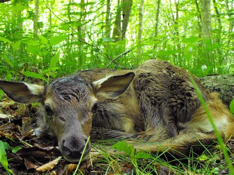 Great Smoky Mountains National Park Wildlife - National Park Photographer