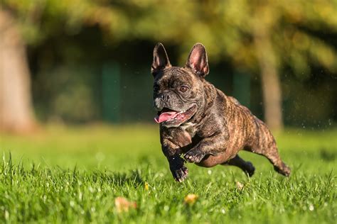 How Much Walking Does My French Bulldog Need