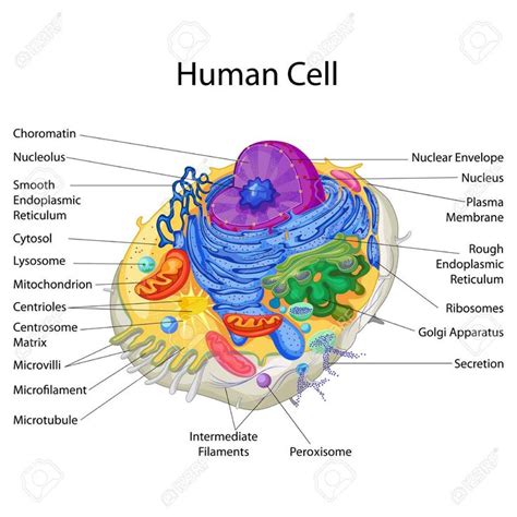 Education Chart Of Biology For Human Cell Diagram Illustration