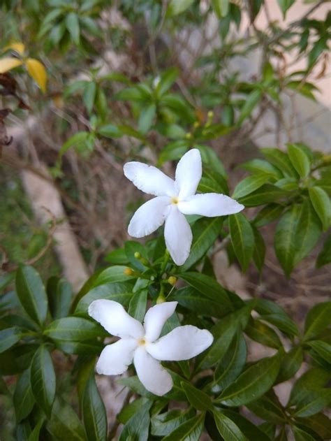 Menakjubkan 30 Bunga Melati Putih Cantik Galeri Bunga Hd