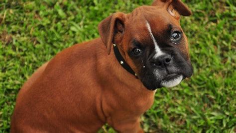 How To Train A Boxer Dog