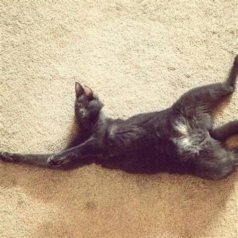 Gallery Of Cat Panoramic Photos Gone Hilariously Wrong