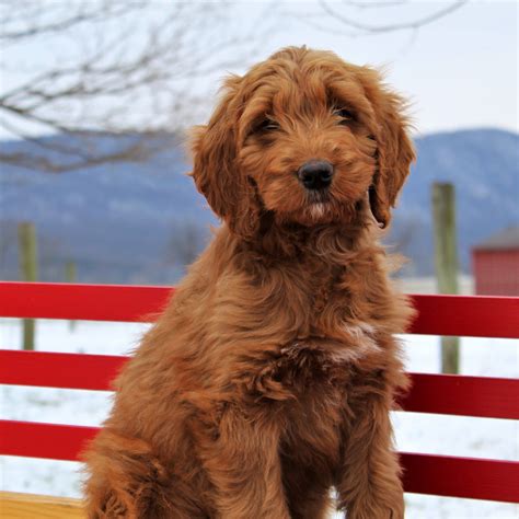 Irish Doodle Puppies For Sale Adopt Your Puppy Today Infinity Pups