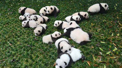 La Población De Pandas Gigantes Salvajes Supera Los 1800 Ejemplares En