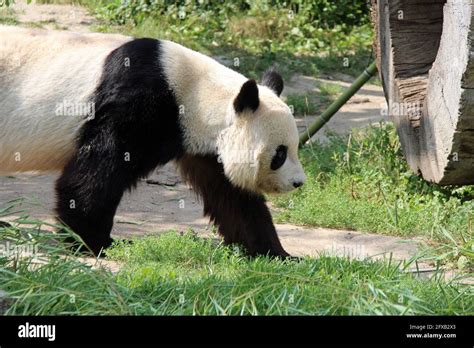 Giant Panda In A Zoo In Vienna Austria Stock Photo Alamy