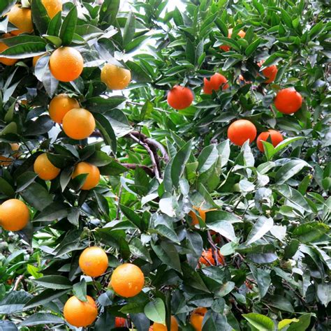 Hybrid Orangelemon Trees