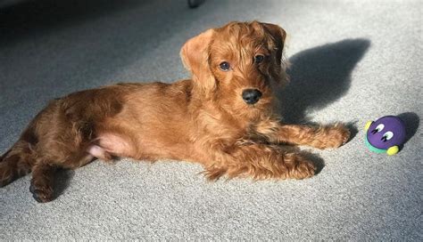 12 Amazing Things About Doxiepoo Dachshund Poodle Mix Dog