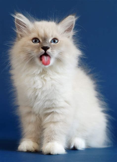 Siberian cat personality and temperament. Croshka Siberian Cats and Siberian Kittens